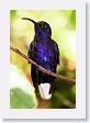 LaPaz - 051 * Violet Saberwing Hummingbird (male) * Violet Saberwing Hummingbird (male)